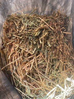 8kg Mini Bale Oaten Hay (less than 60% Green)