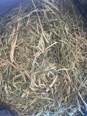 8kg Mini Bale Oaten Hay (less than 95% Green)