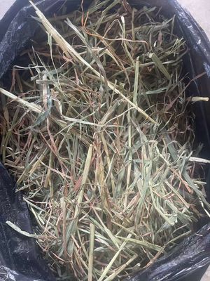 New Season 8kg Mini Bale Oaten Hay (less than 90% Green)