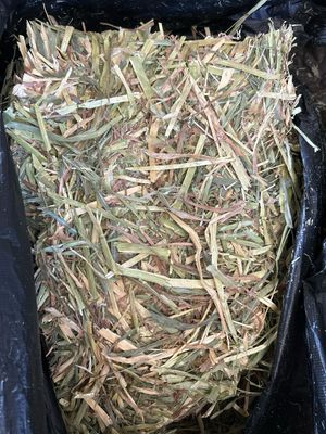 10kg Compressed Oaten Hay mini Bale (less than 80% Green)