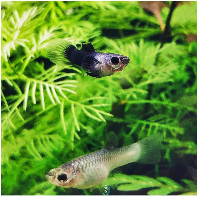 Melting Pot Fancy Guppy Pairs