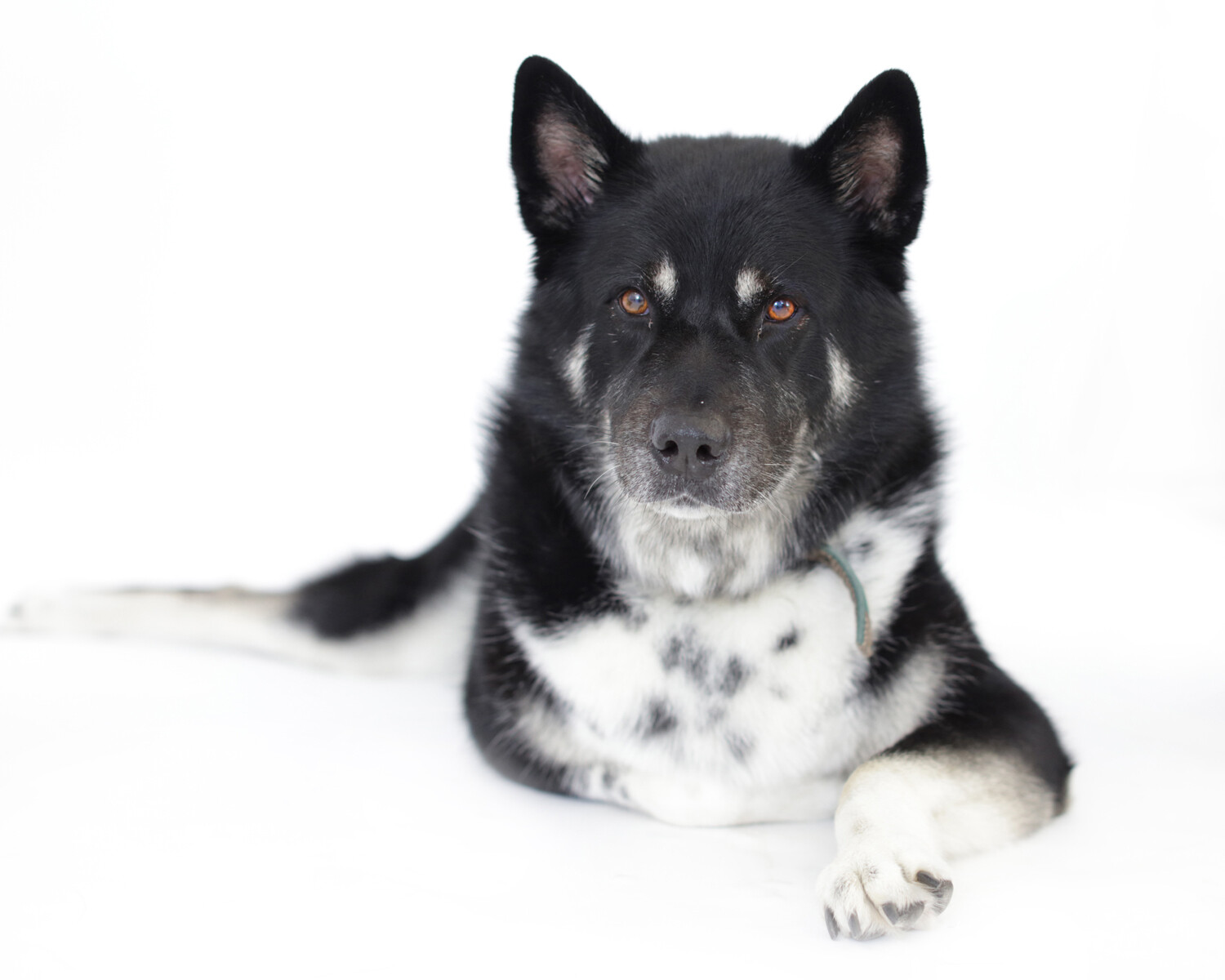 Furry Friend Photo Shoot with Print