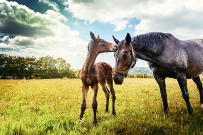 Spring Wellness Visit