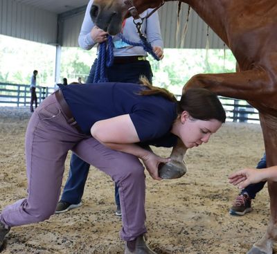 Veterinary Medical Manipulation (Chiro)