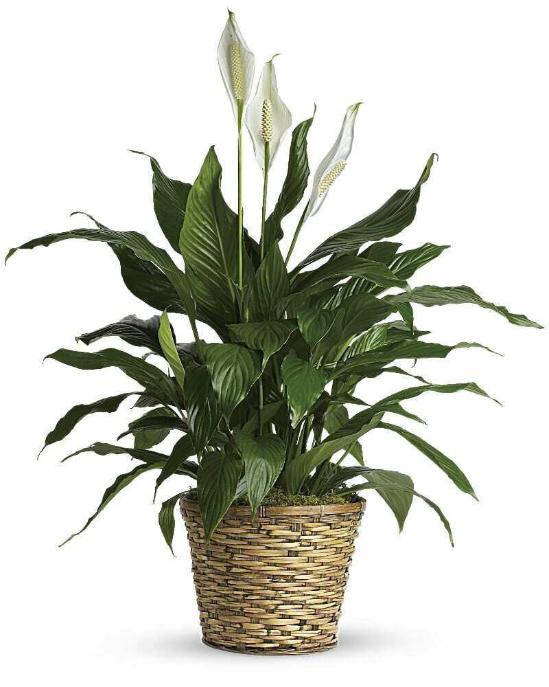 Peace Lily Peace Lily