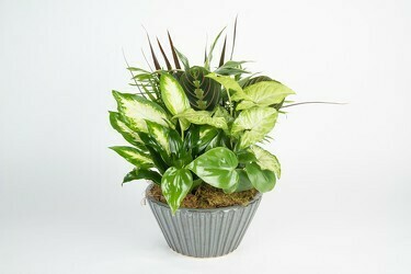 Dish Garden