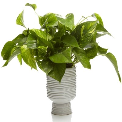 Plants