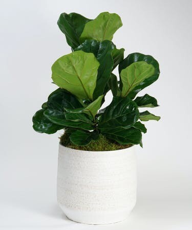 Fiddleleaf Fig