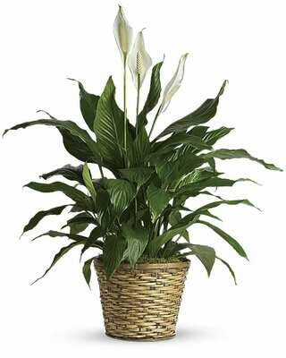 Peace Lily