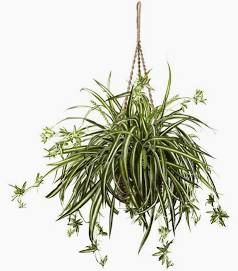 Spider Plant