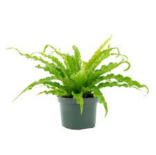 Bird's Nest Fern