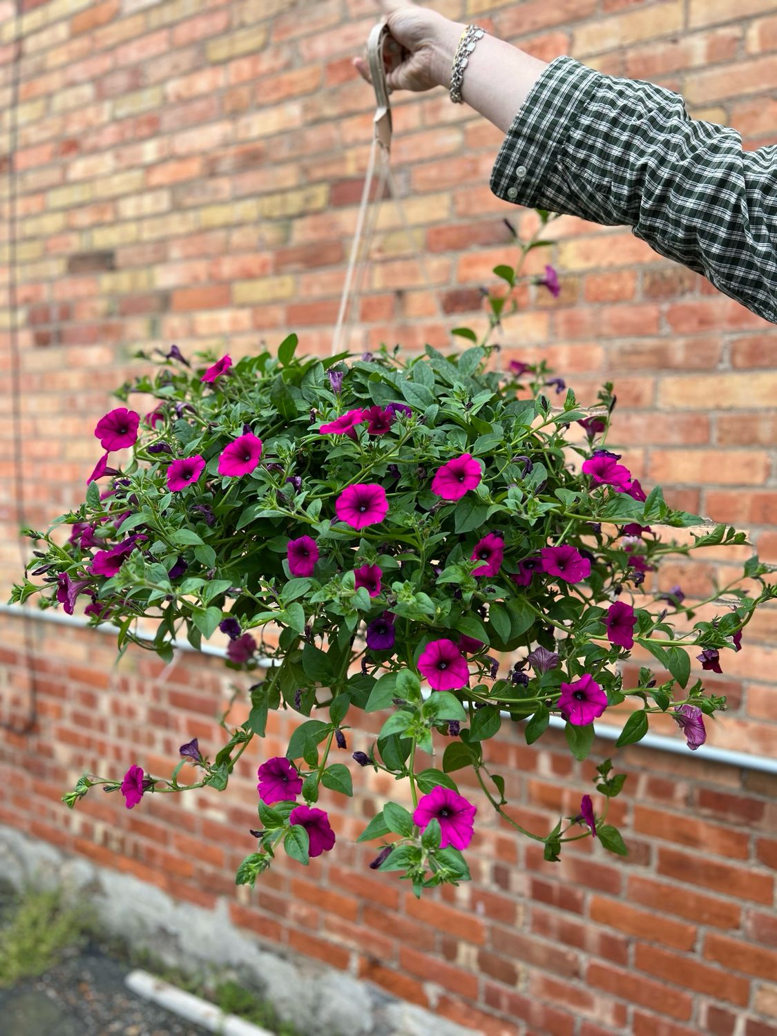 Outdoor Hanging Basket