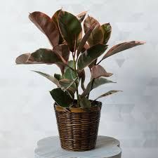 Rubber Tree
