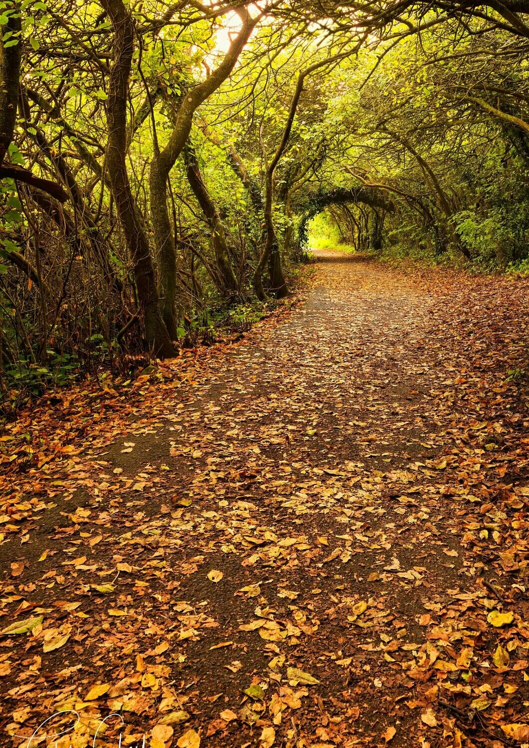 Autumnal Walk - Available Options Below