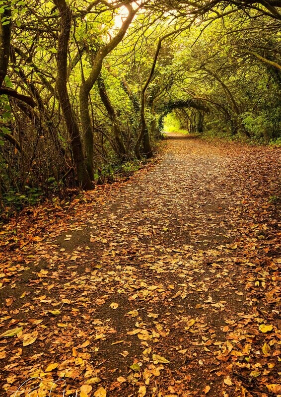 Autumnal Walk - Available Options Below