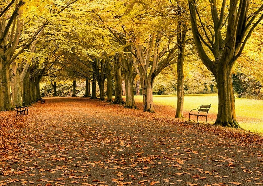 Autumn on Clifton Down - Available Options Below