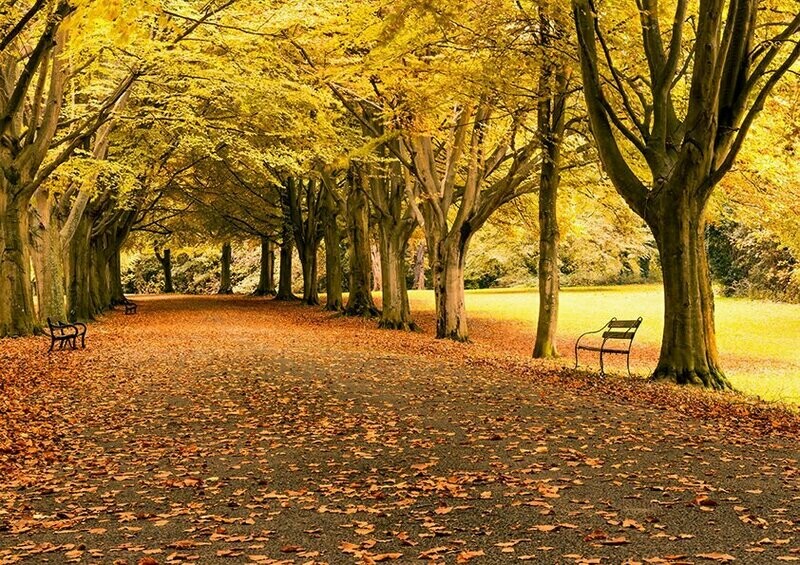 Autumn on Clifton Down - Available Options Below