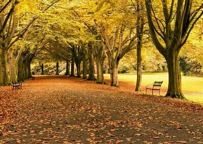 Autumn on Clifton Down - Available Options Below