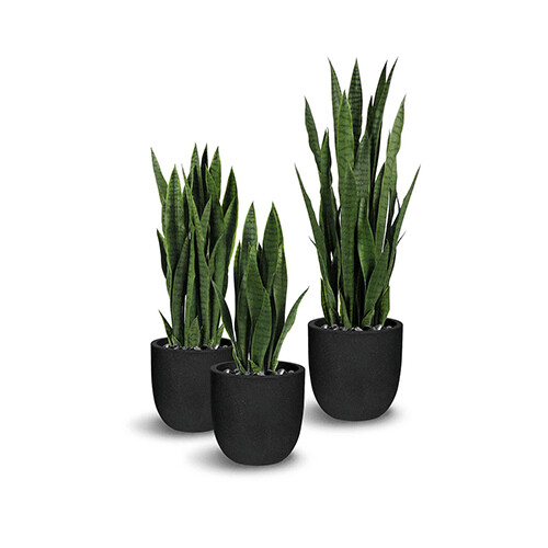 Sanseveria - 35" Plant