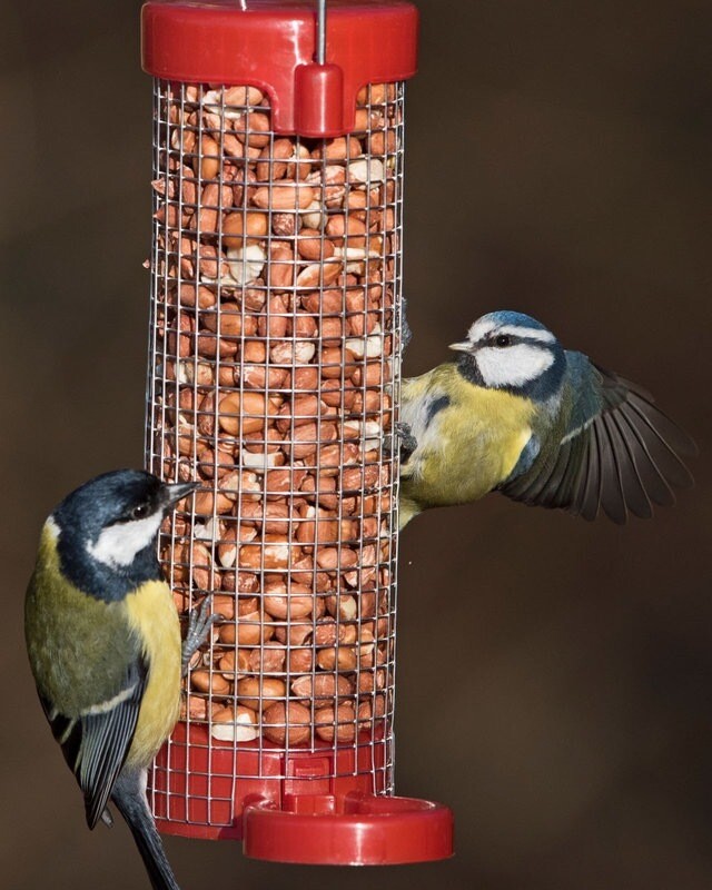 Get Set Go Peanut Feeder Red