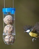 Get set go Suet ball feeder