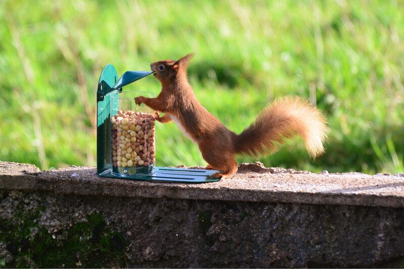 Supa Squirrel Feeder