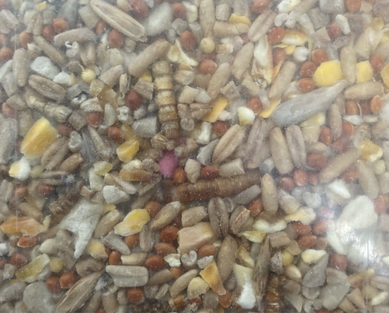 12.5kg Robin And Ground Feeder Mix Online Shop Newbawn Wild Bird