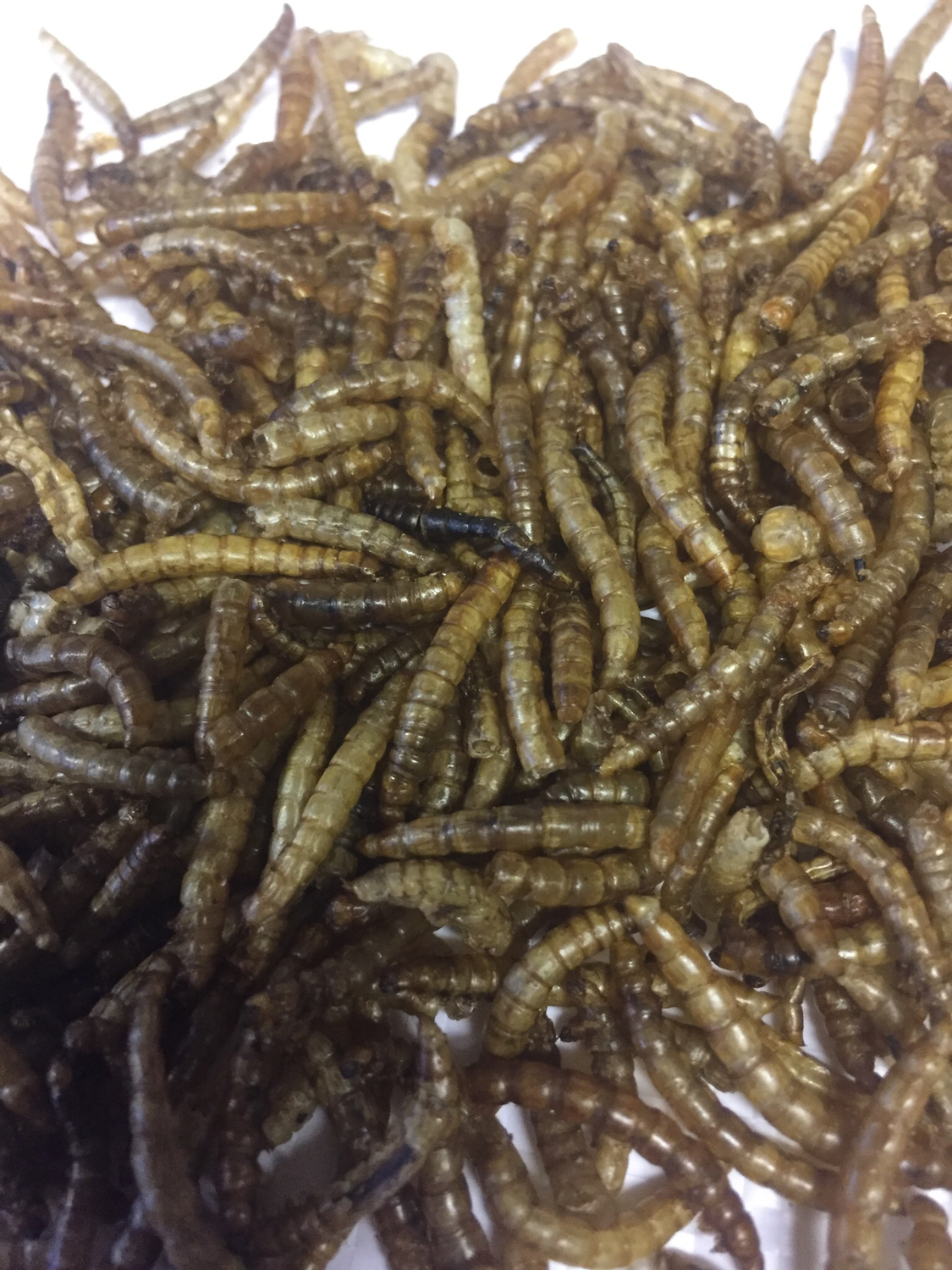 Dried Meal Worms 300grms
