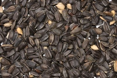 4kg Black Sunflower in Bucket