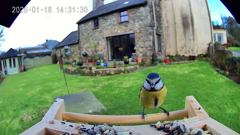 Eden Glen Smart Bir Feeder.