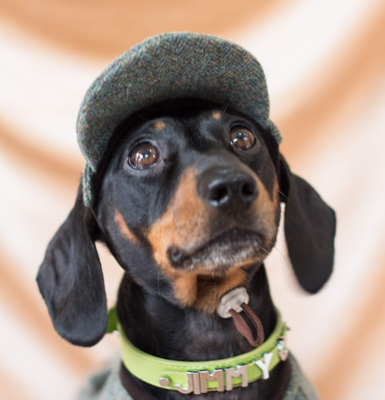 Tweed Dachshund Hat (Green)  -   100% Pure Wool