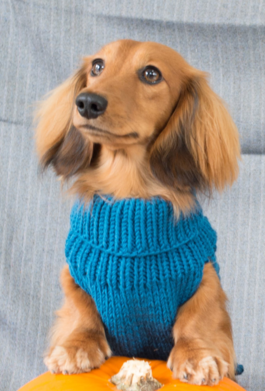 Dachshund Jumpers and Snoods