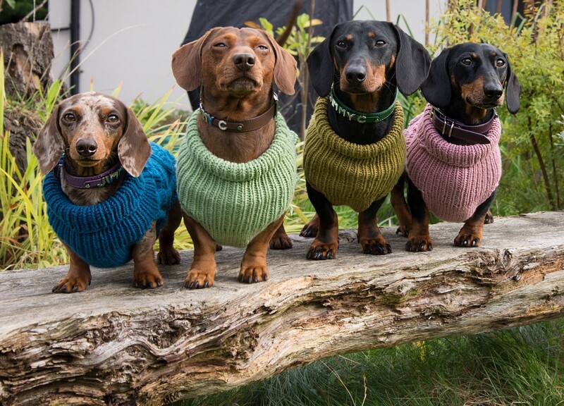 Dachshund wearing clothes online