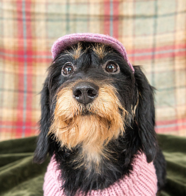 Tweed Dachshund Hat (Mulberry) - 100% Pure Wool