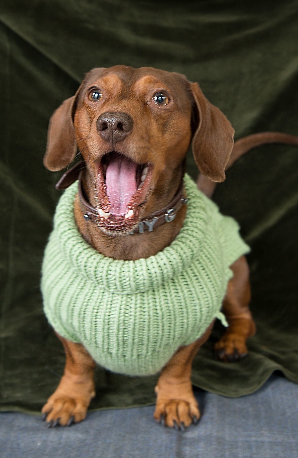 Cable knit Dachshund Jumper (Apple Green) SMALL