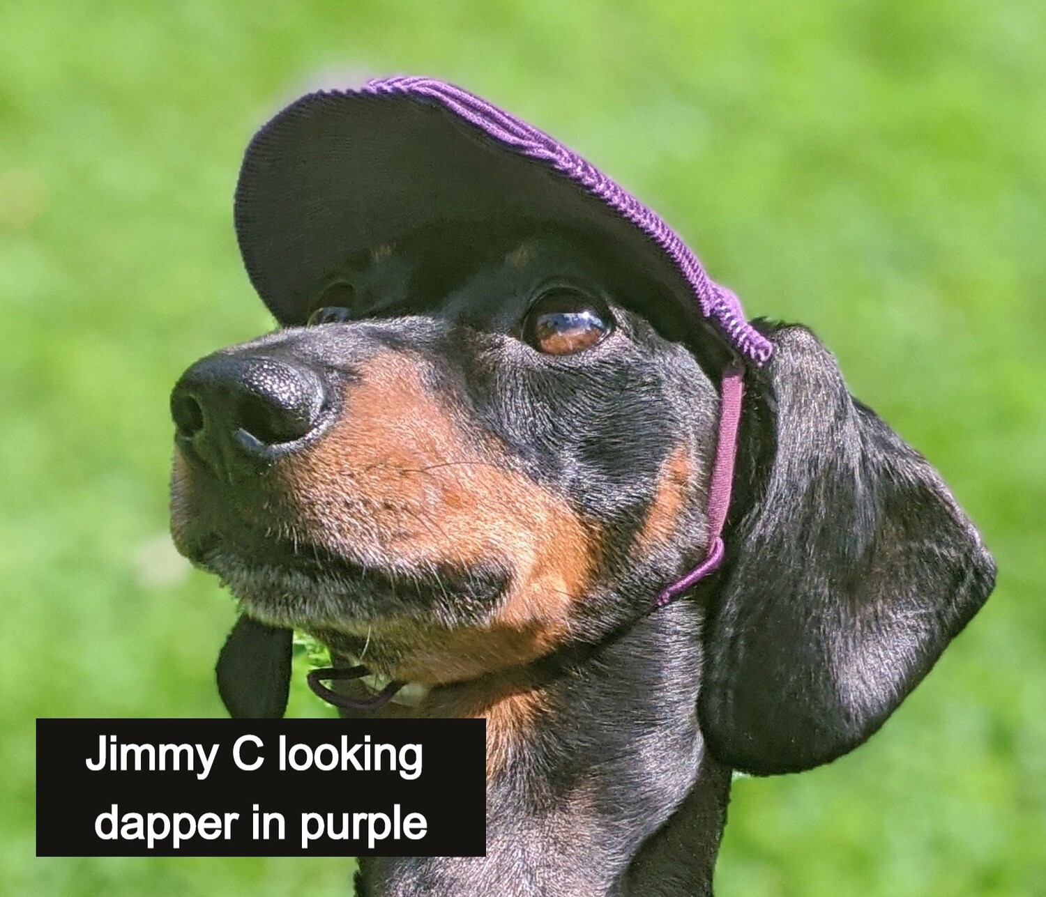 Corduroy Dachshund Hat (Purple)