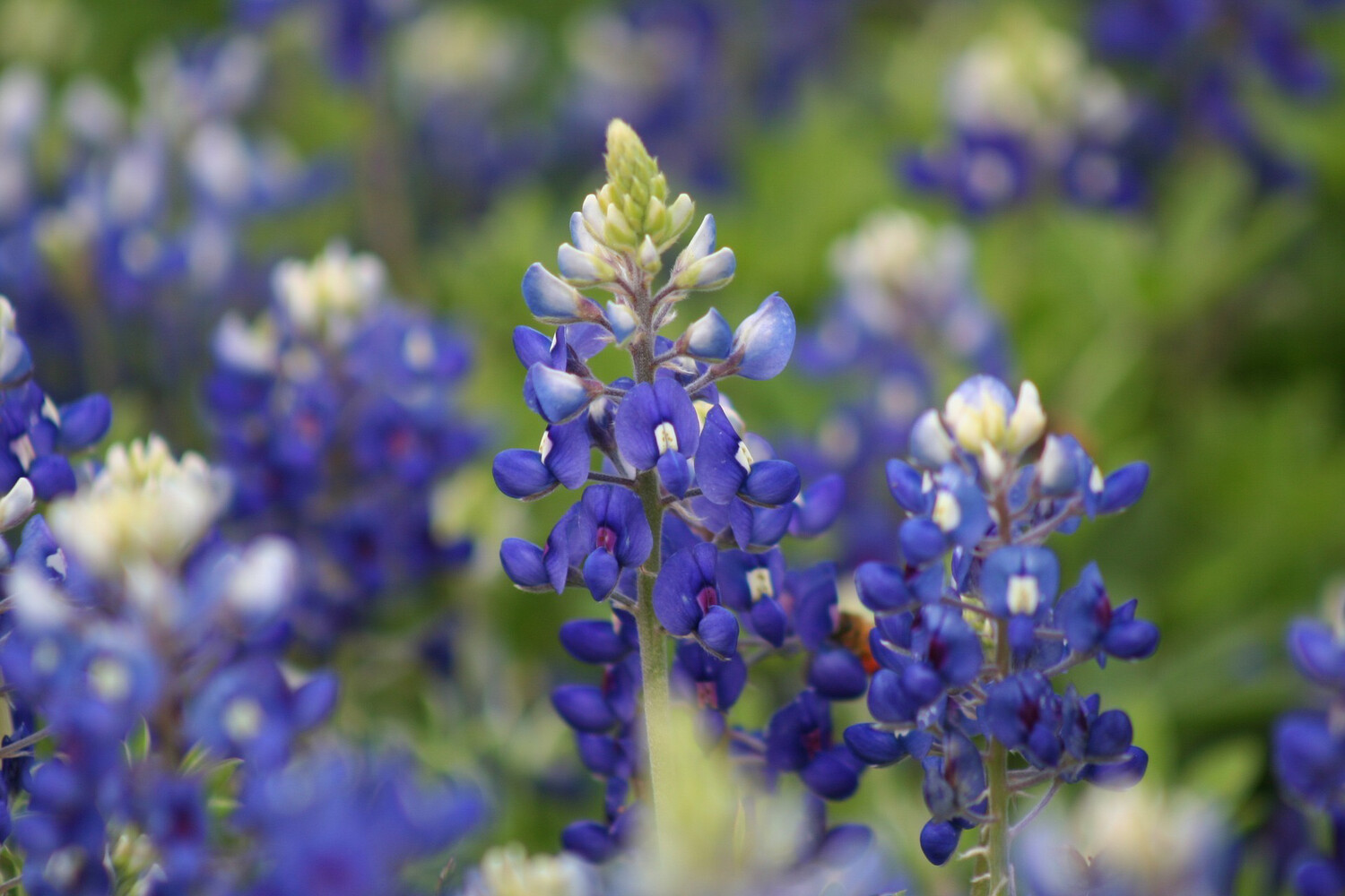 4x6 Bluebonnets Panel (2024, #5)