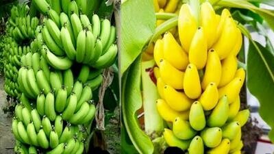 সাগর কলা