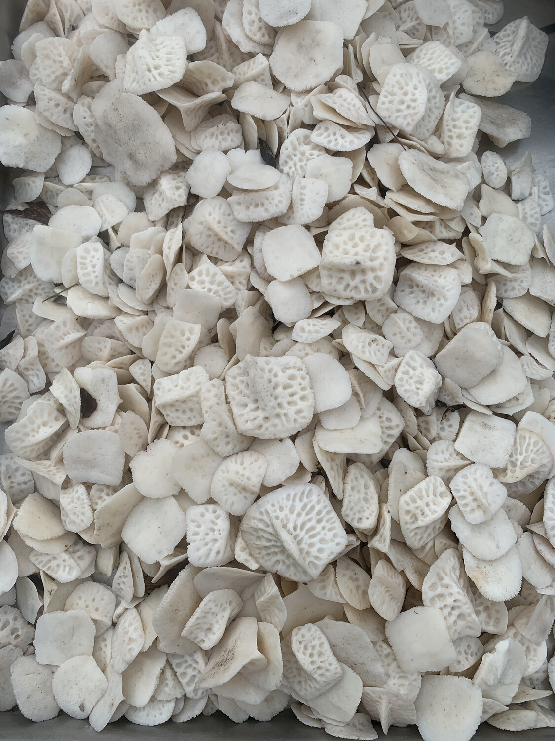 Alligator Back Scutes