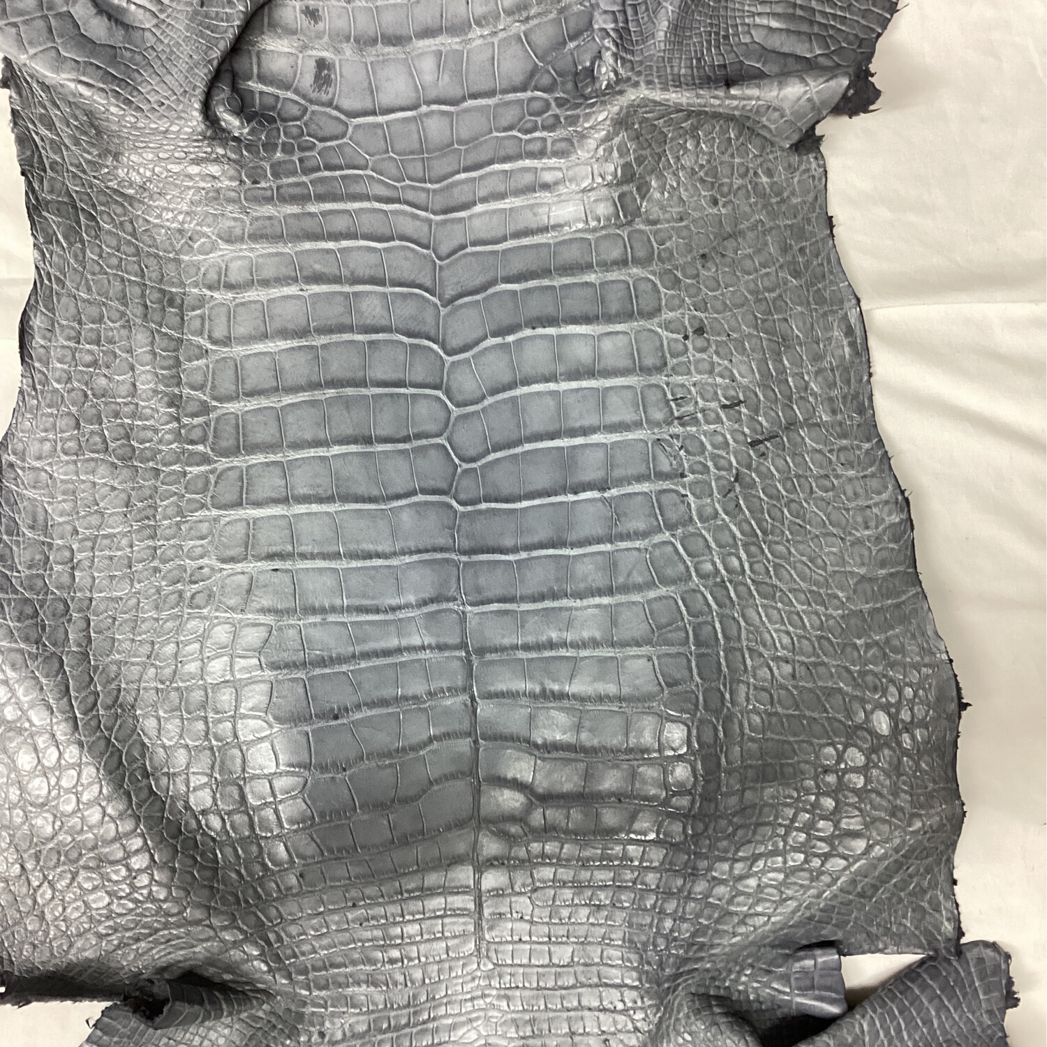 Gray Alligator Belly Skin