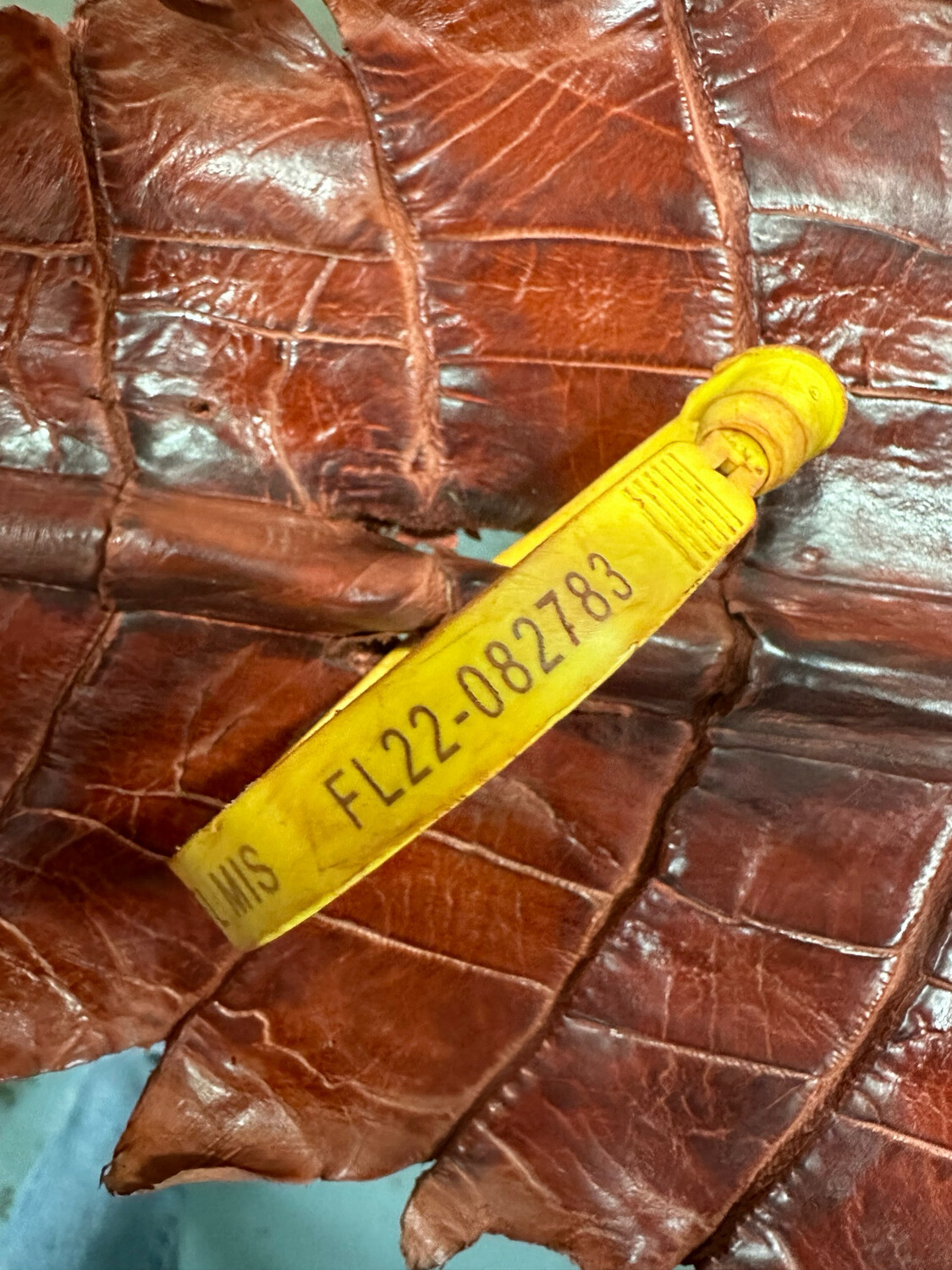 Cognac Alligator Belly Skin