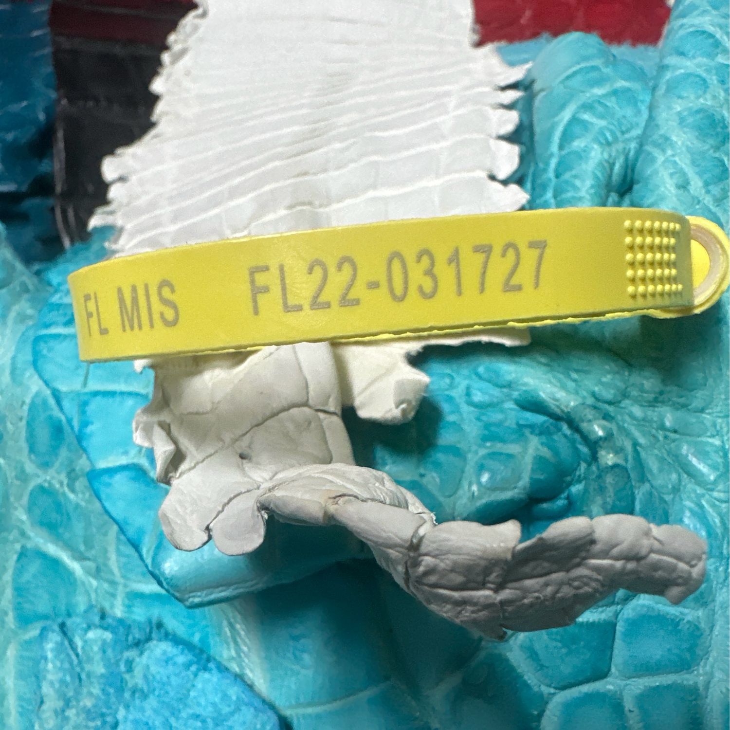 Crust Alligator Skin