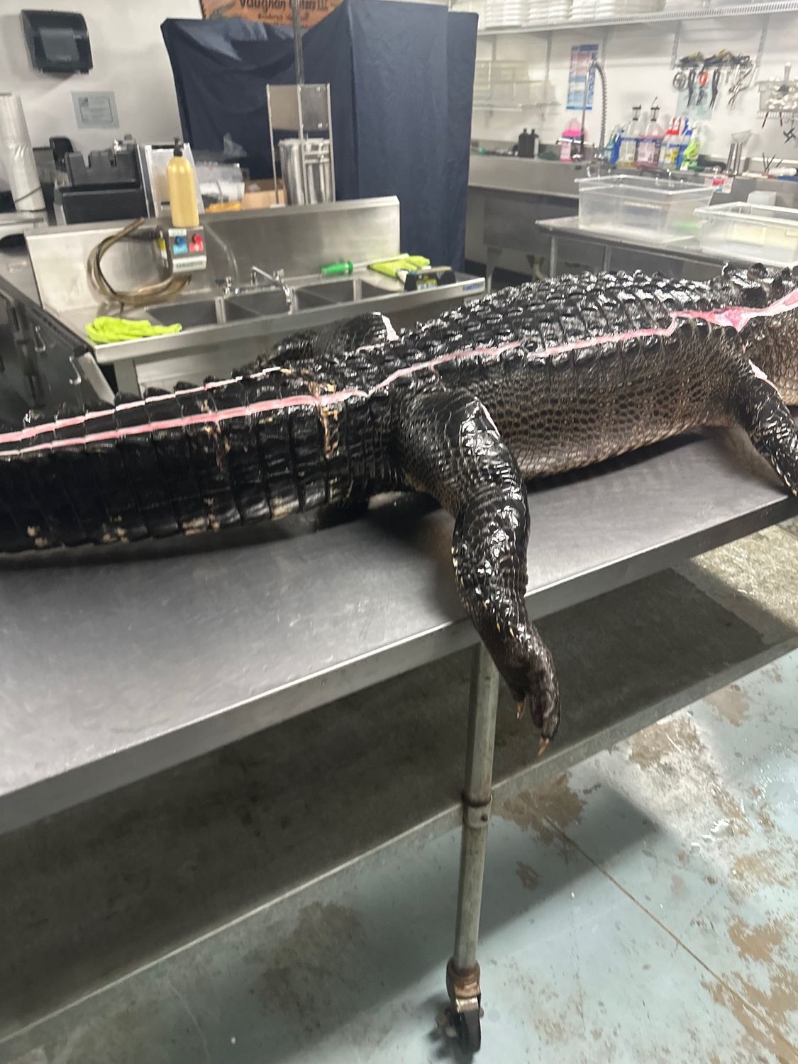 Processing Alligators Alligator Processing Deposit