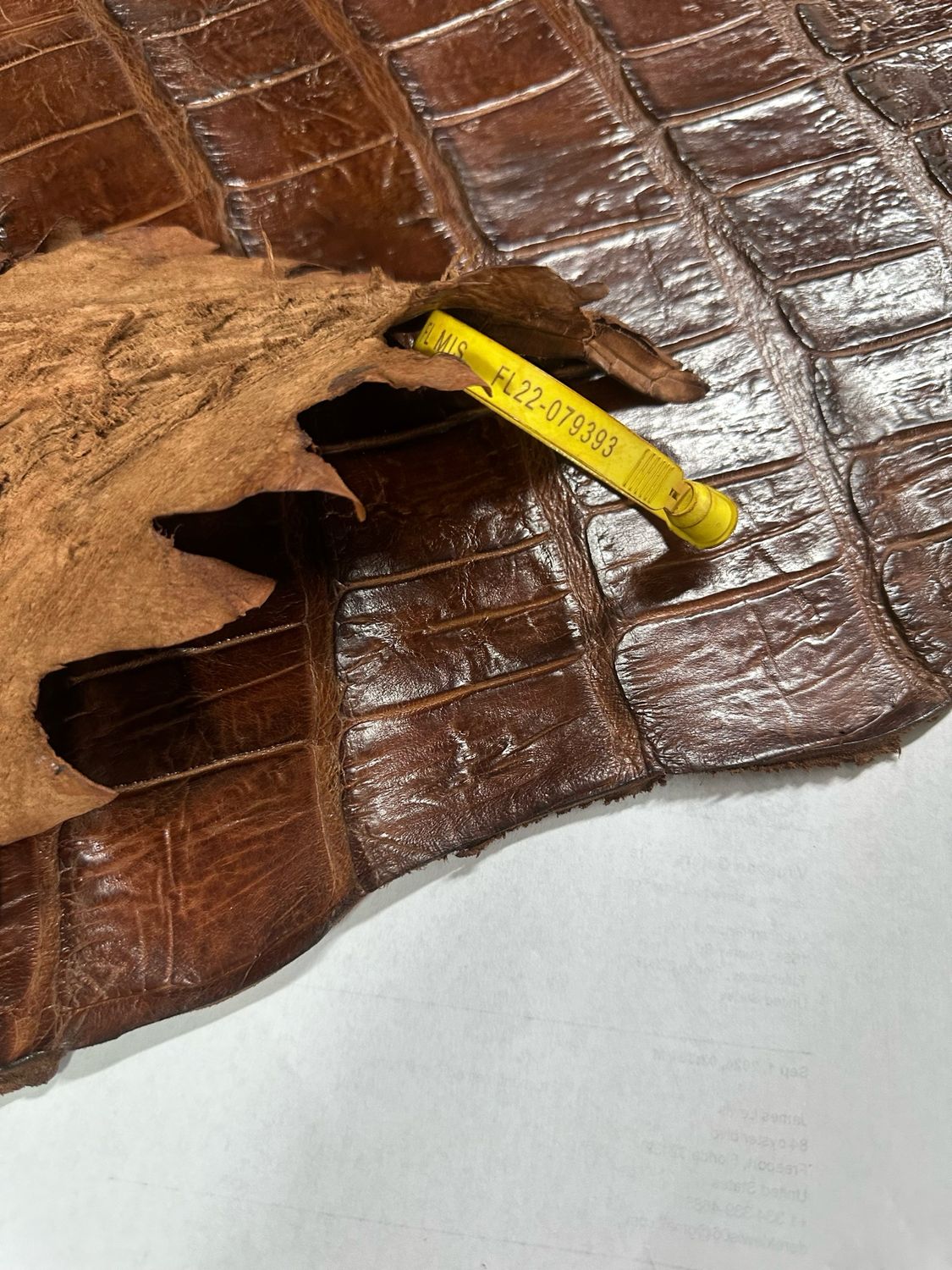 Col Lit Alligator Belly Skin