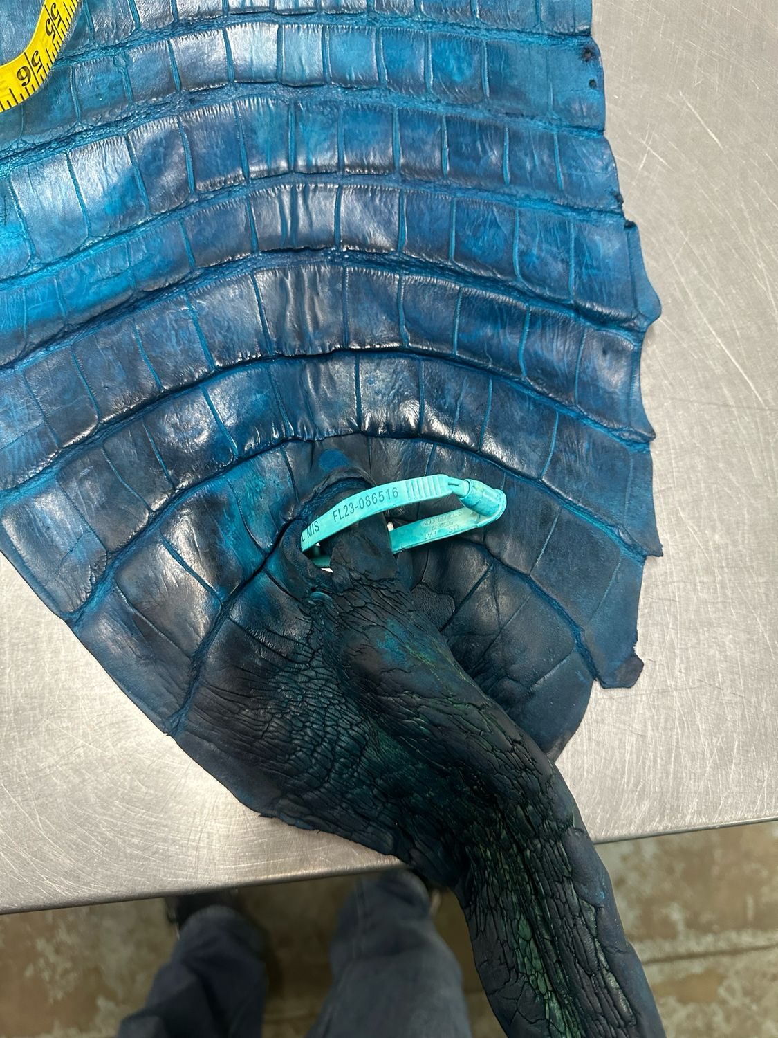 Turquoise Alligator Belly Skin