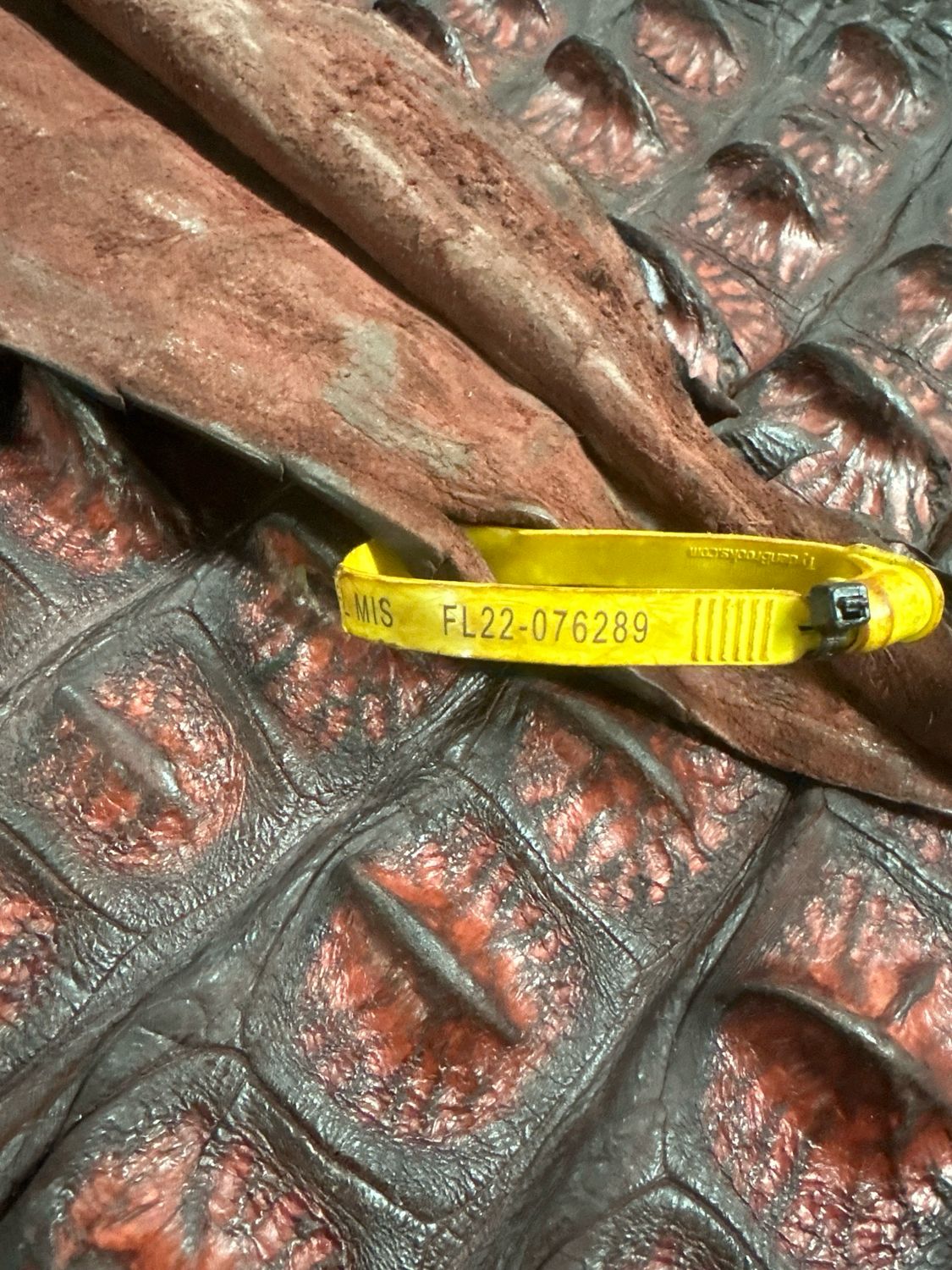 Hornback Alligator Skin