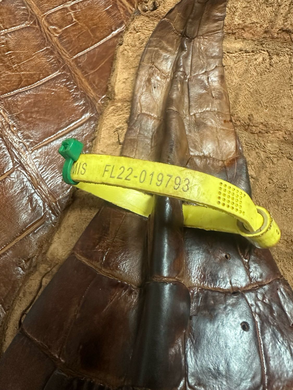 Col Lit Alligator Belly Skin
