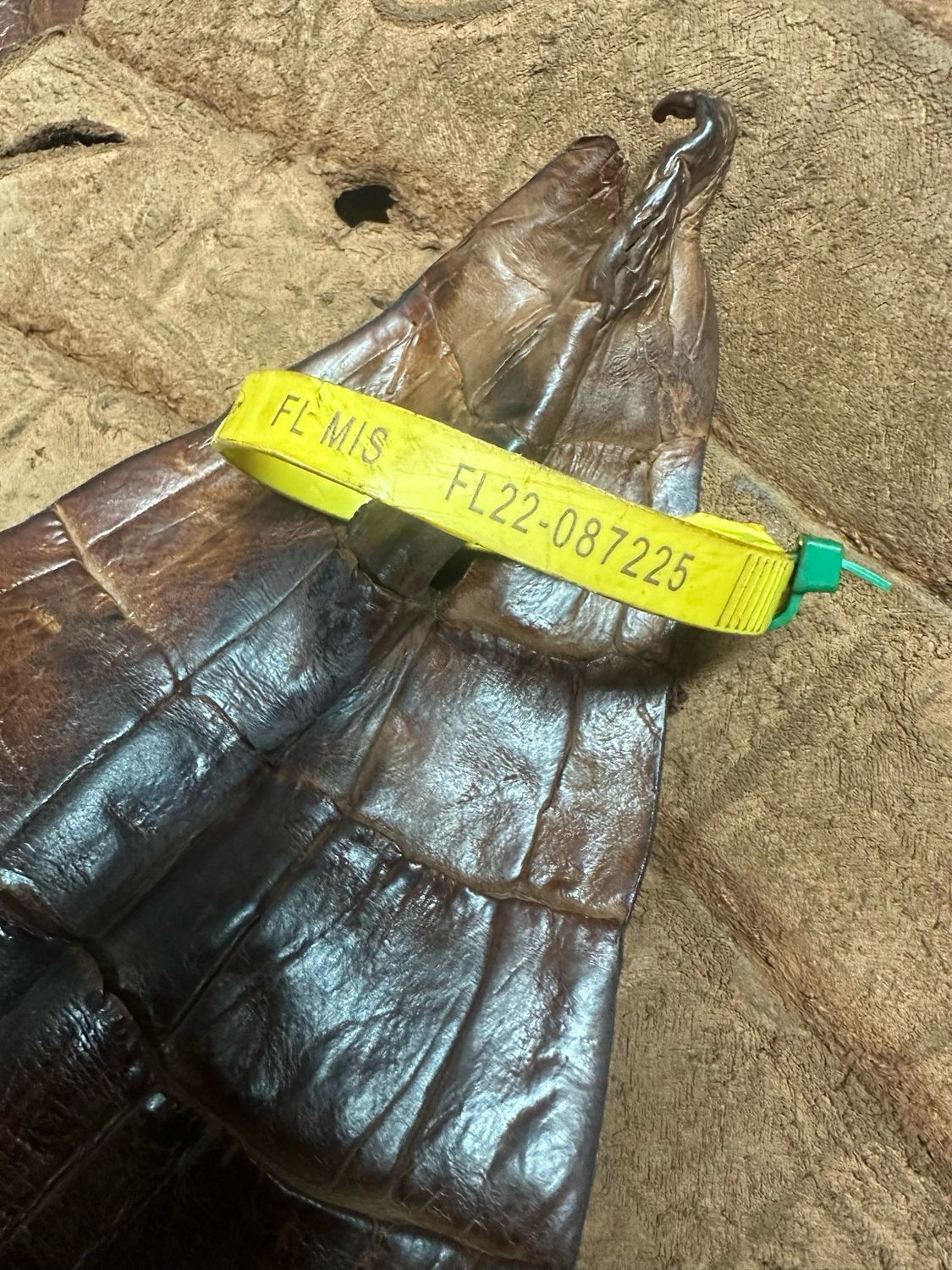 Col Lit Alligator Belly Skin