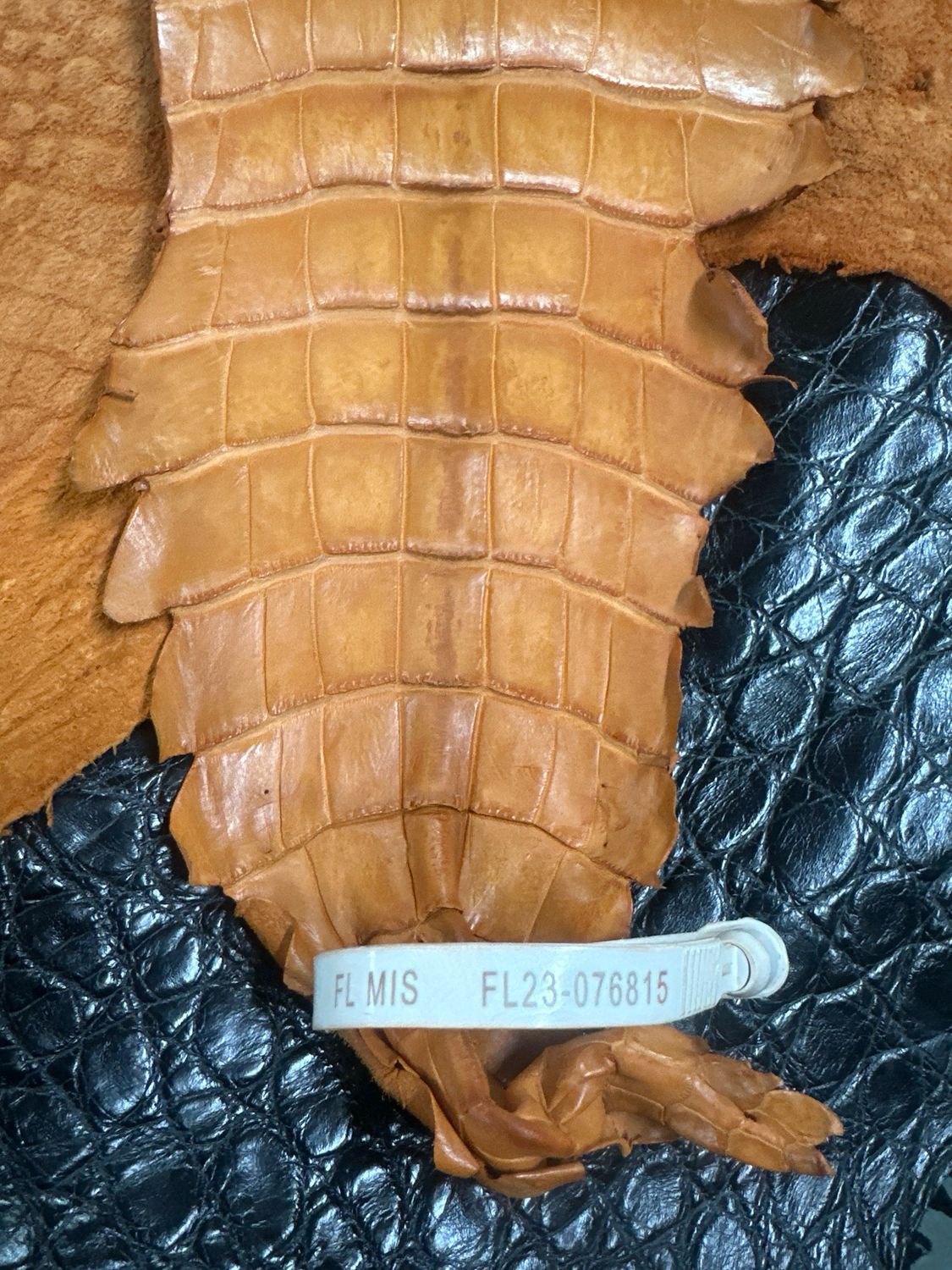 Peanut Alligator Belly Skin