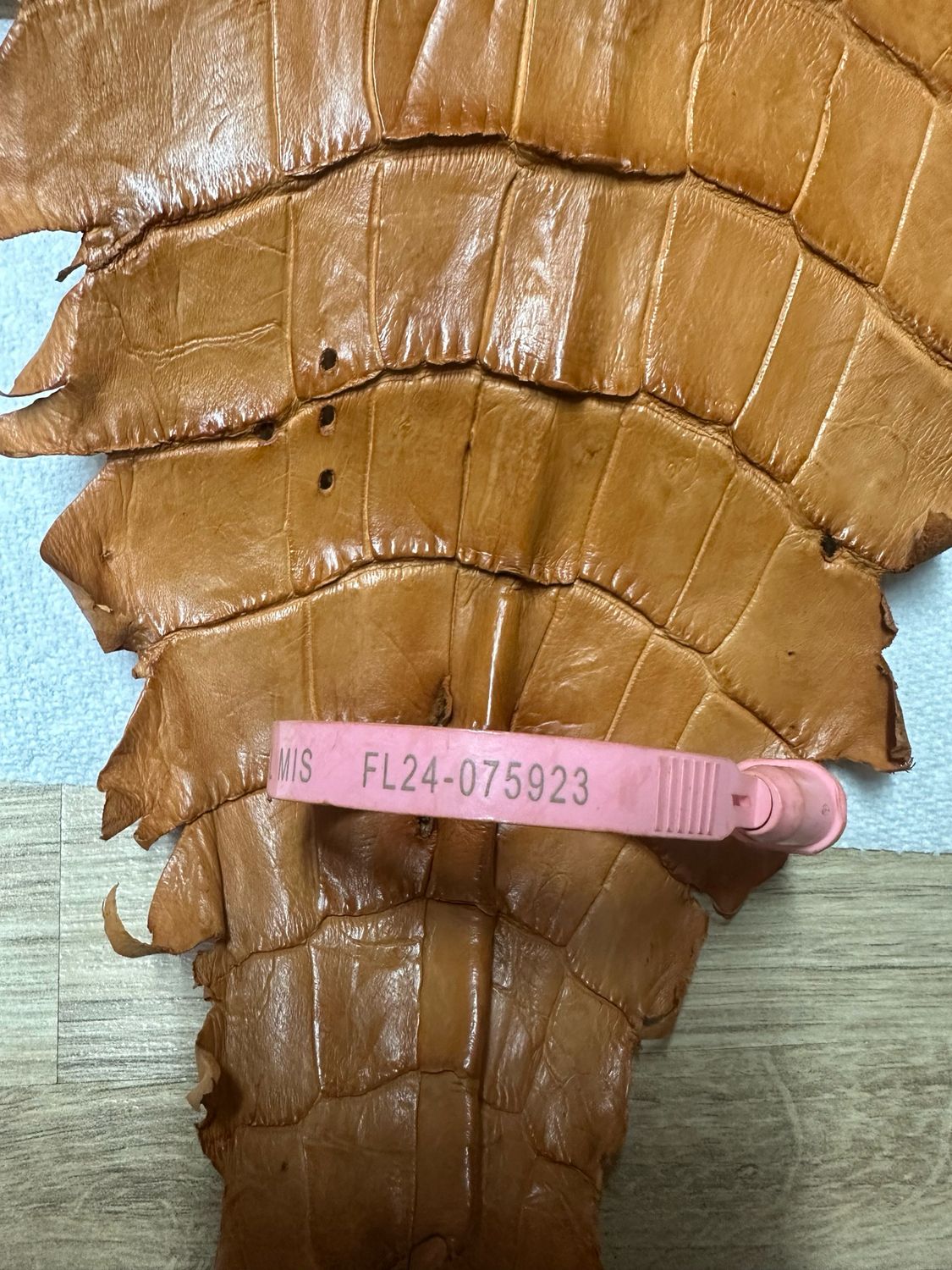 Peanut Alligator Belly Skin